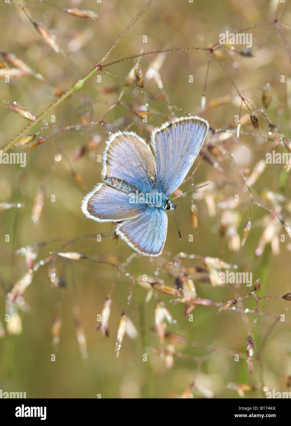 Bleu clouté d'argent, Plebejus argus, mâle s'échauffant au soleil, ailes ouvertes, Iping Common Midhurst West Sussex UK Mai Banque D'Images