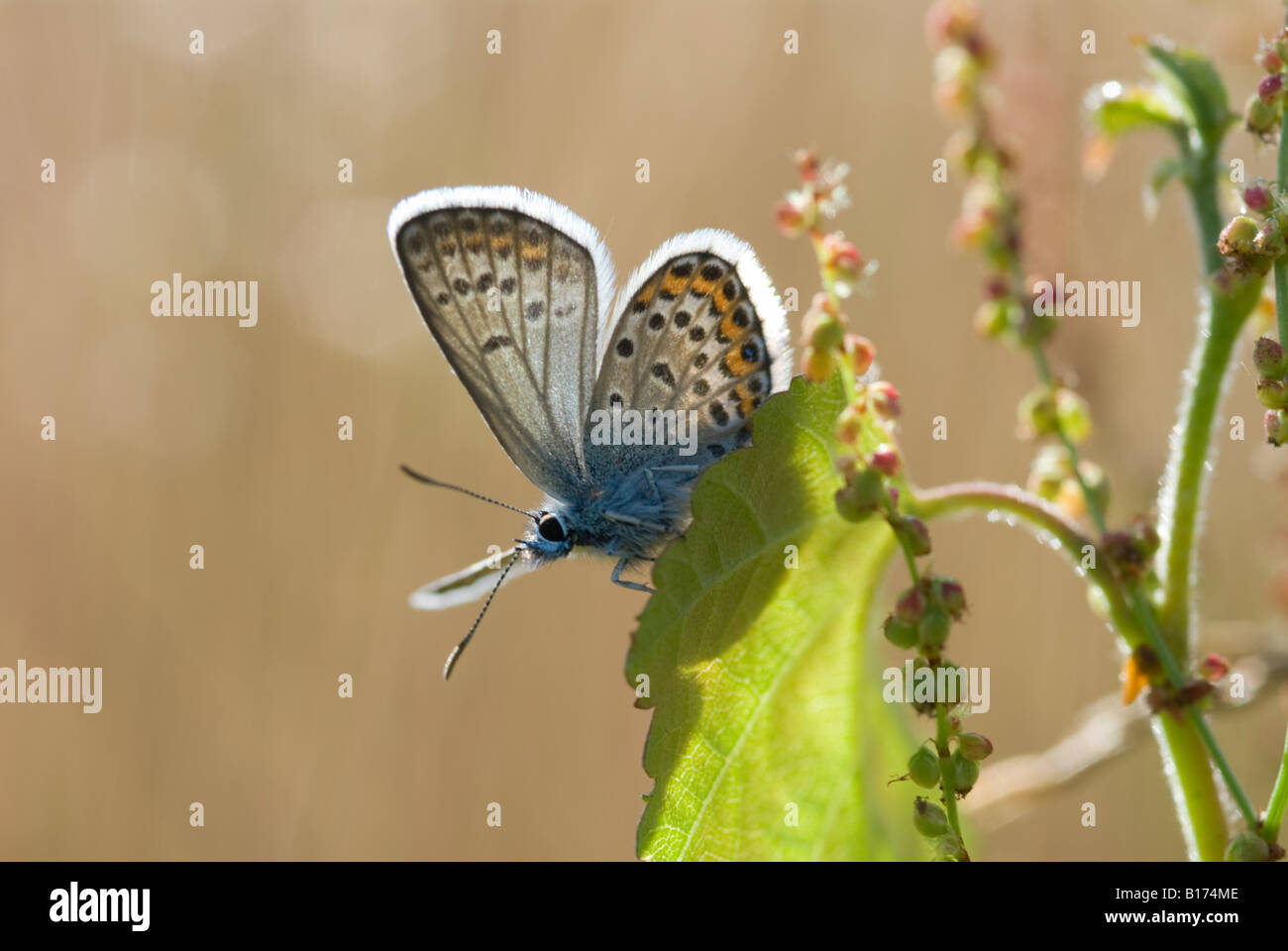 Papillon. L'argent-bleu cloutés, Plebejus argus, femme, réchauffement climatique lui-même dans le soleil du matin, Iping commun, Midhurst, West Sussex, UK, Mai Banque D'Images