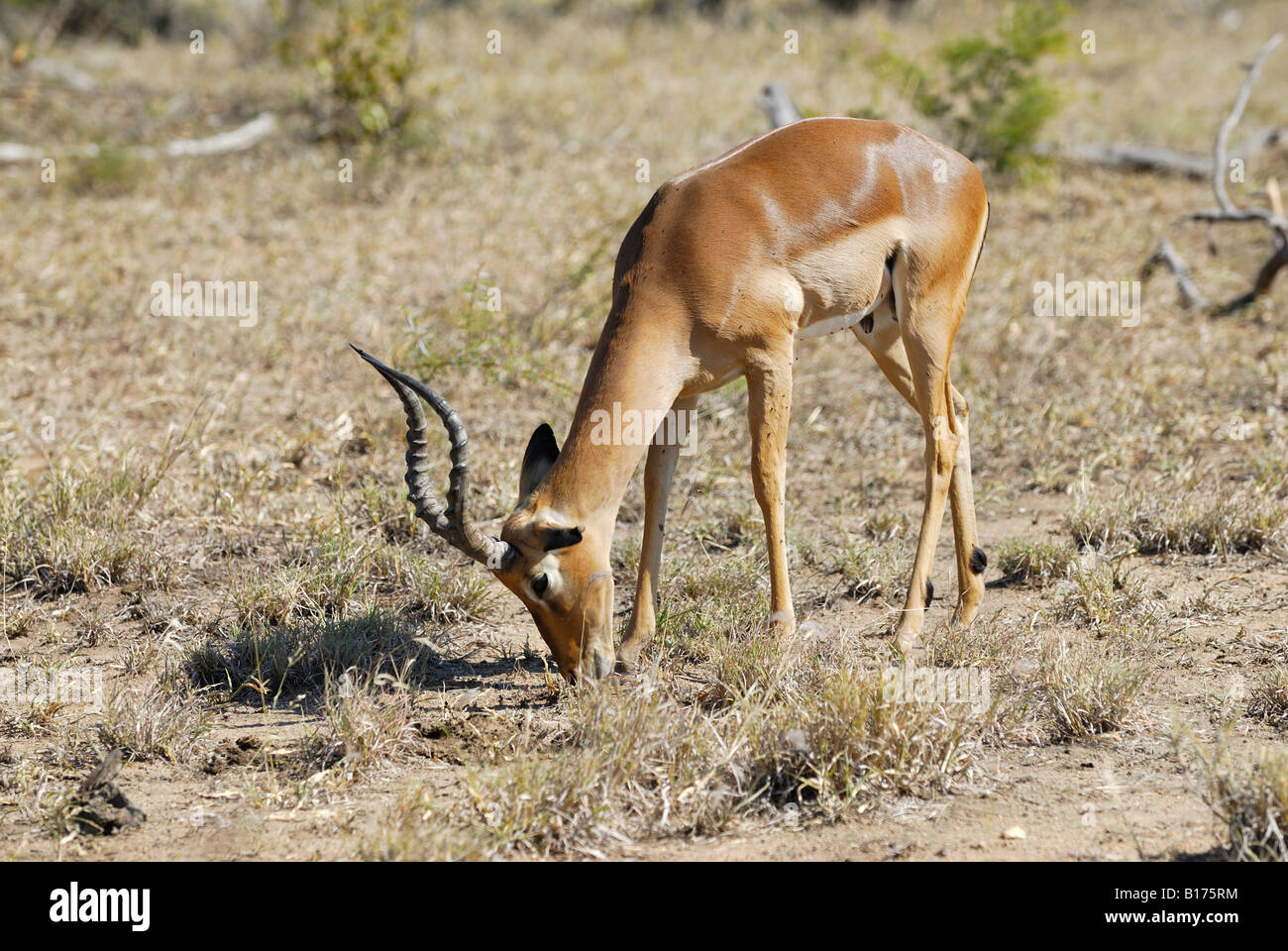IMPALA mâle, Aepyceros melampus MELAMPUS, Kruger National Park, AFRIQUE DU SUD Banque D'Images