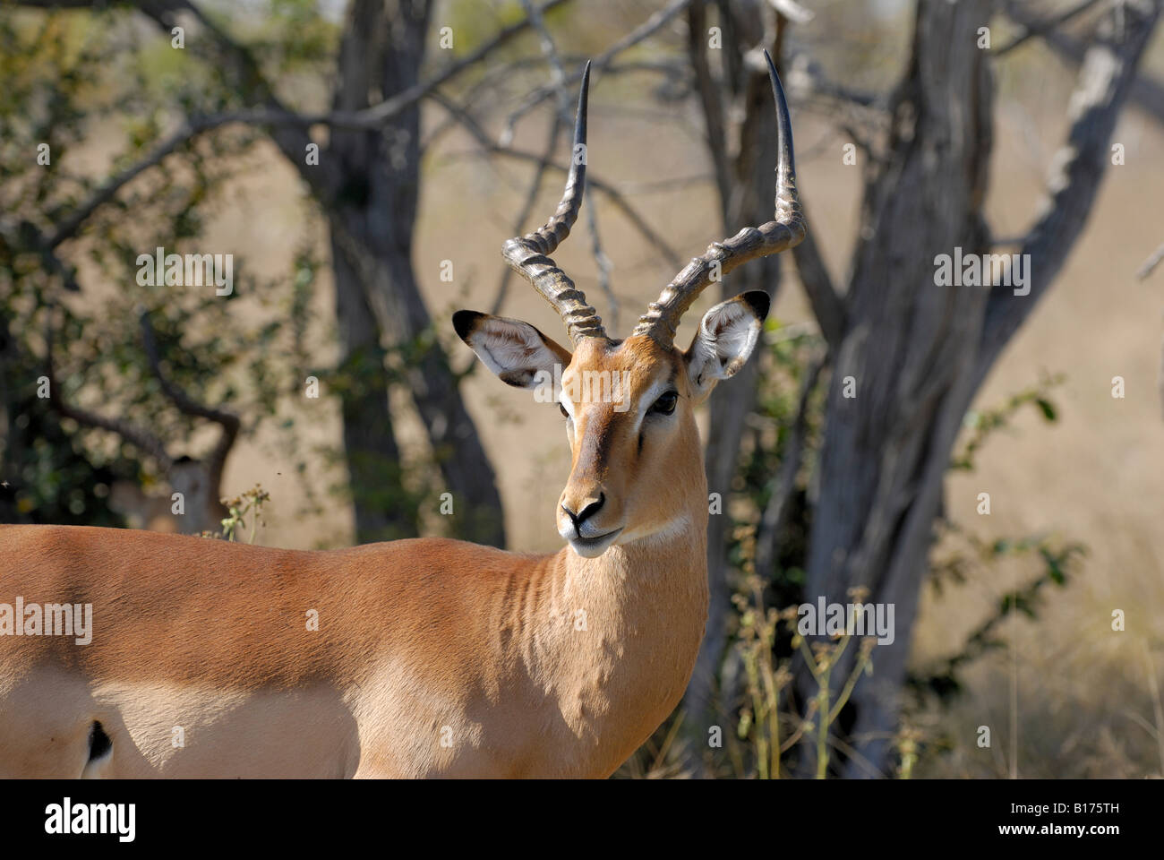 IMPALA mâle, Aepyceros melampus MELAMPUS, Kruger National Park, AFRIQUE DU SUD Banque D'Images