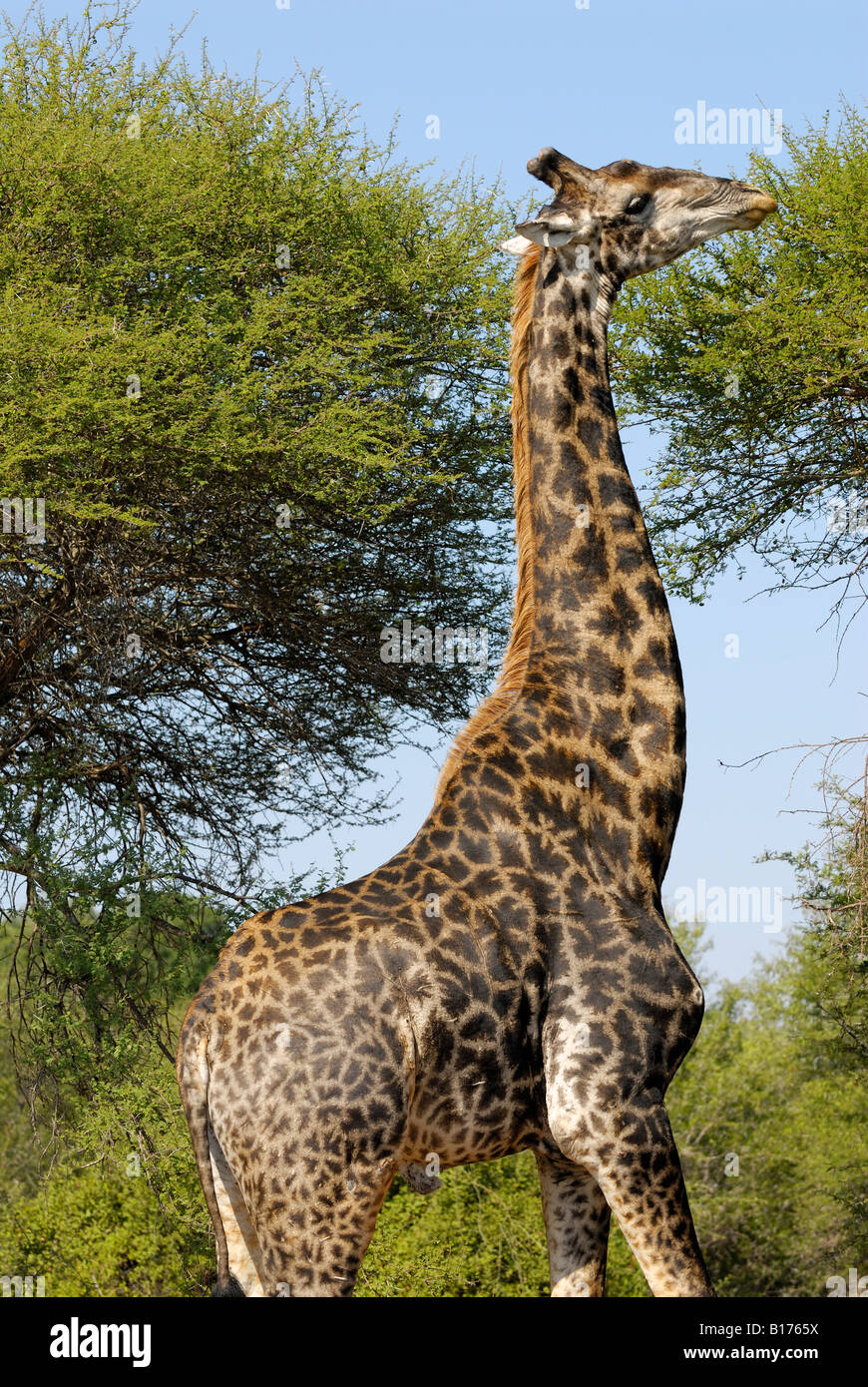 Girafe, Giraffa camelopardalis, Kruger National Park, AFRIQUE DU SUD Banque D'Images