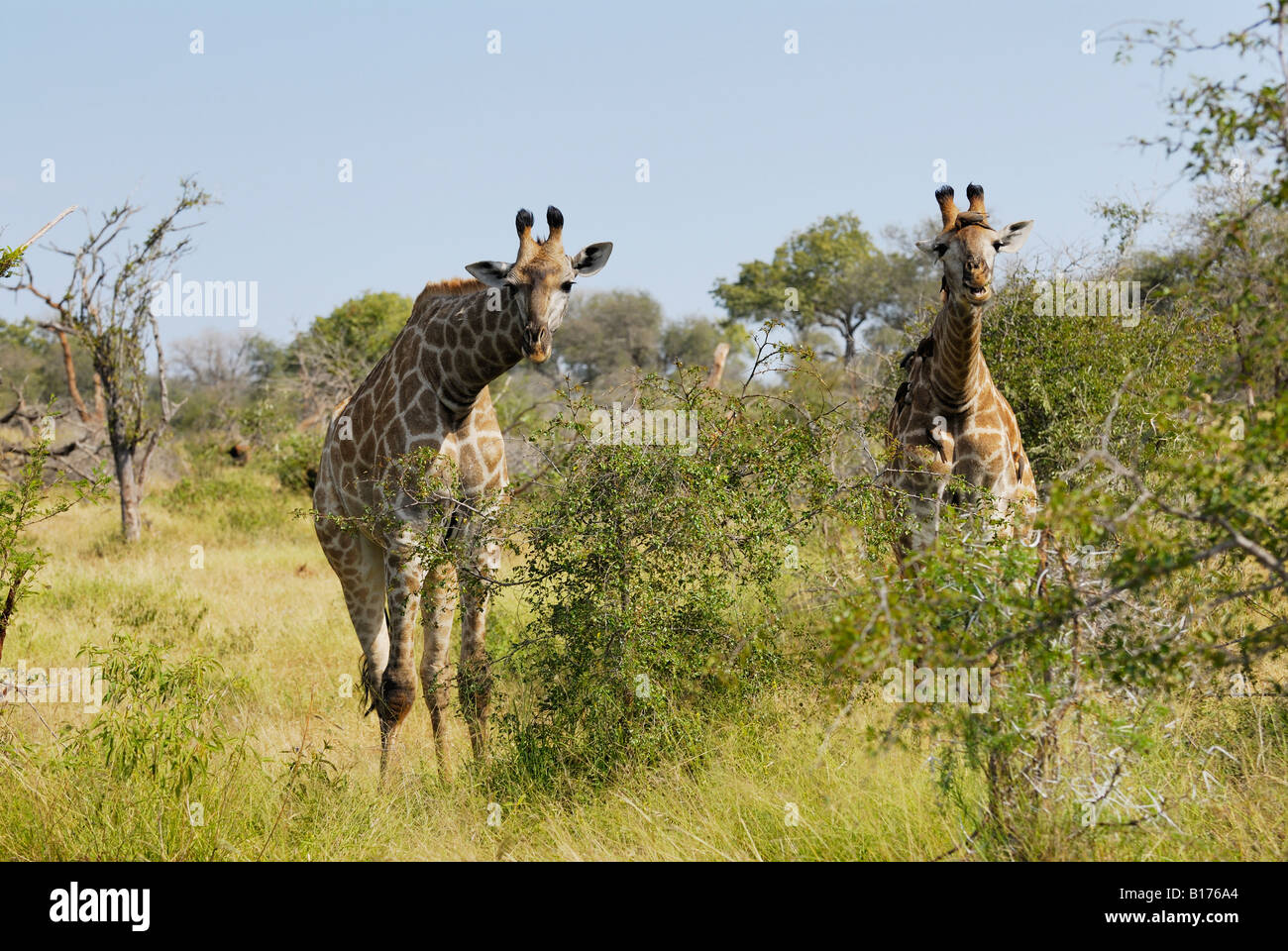 Deux girafes, Giraffa camelopardalis, Kruger National Park, AFRIQUE DU SUD Banque D'Images