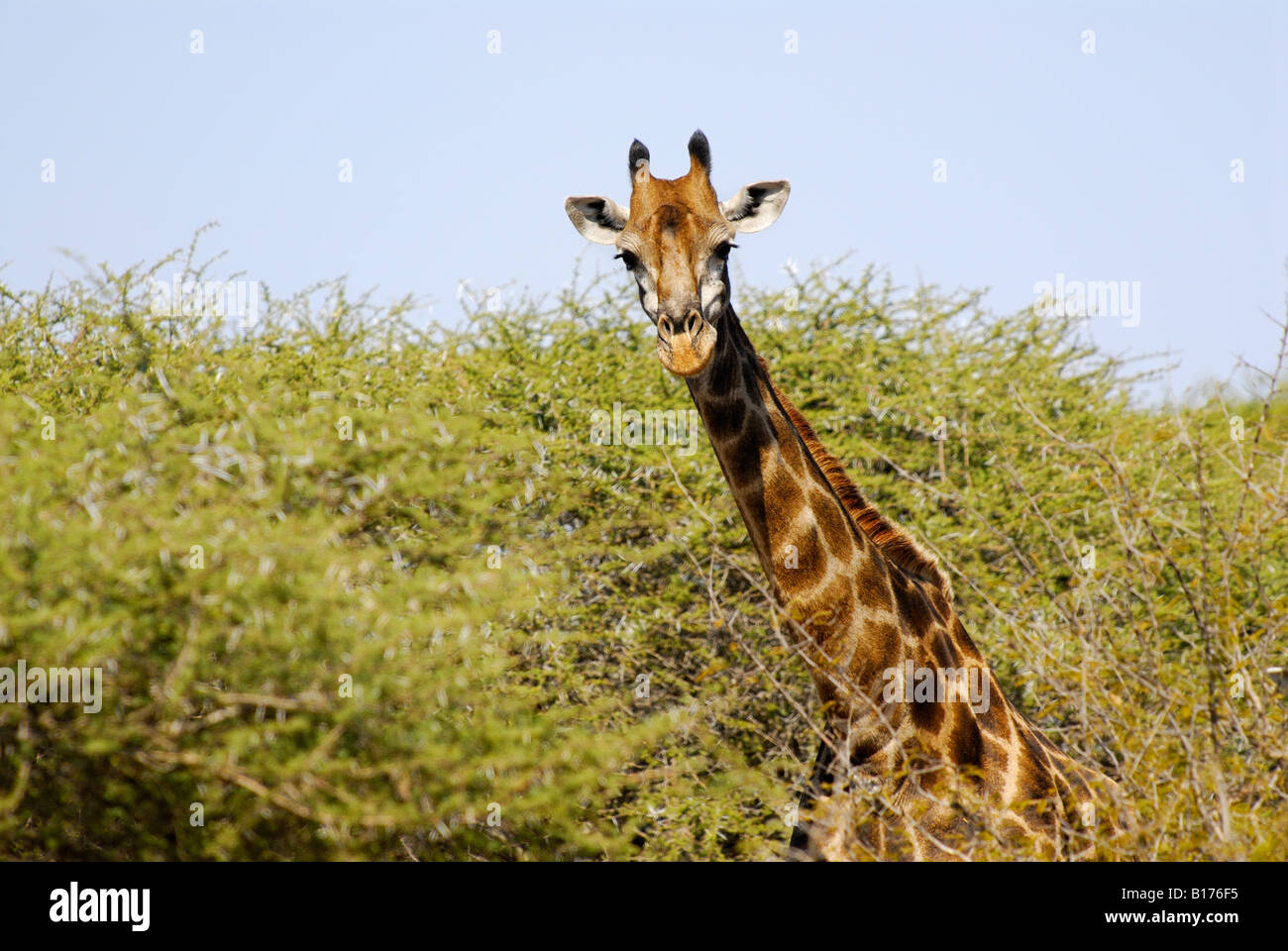 Tête de girafe à entre acacia, Giraffa camelopardalis, Kruger National Park, AFRIQUE DU SUD Banque D'Images
