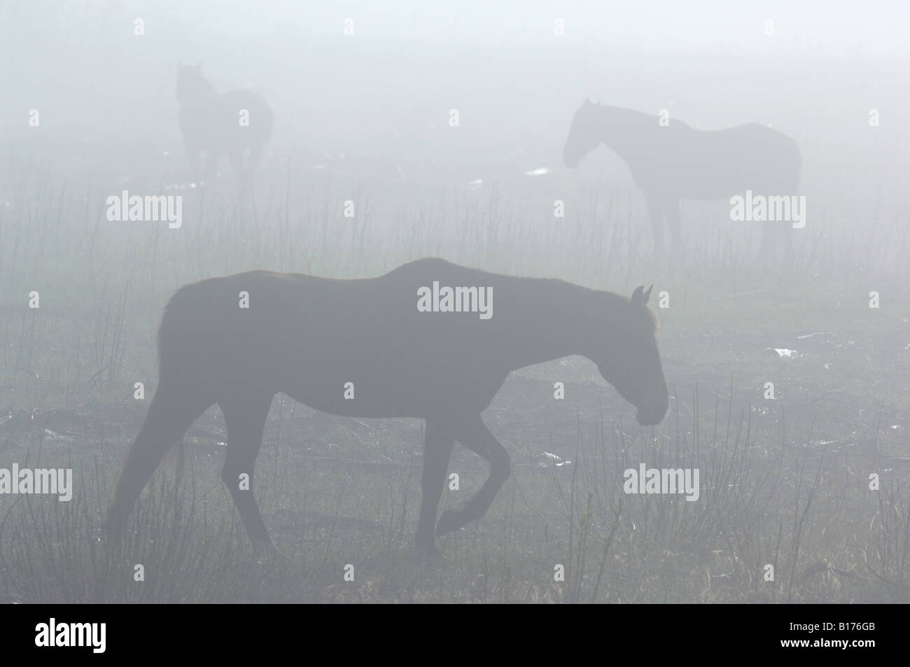 Un troupeau de chevaux sauvages de l'Alberta Banque D'Images
