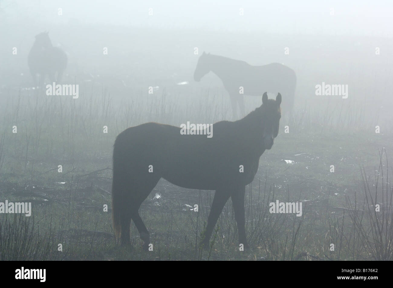 Un troupeau de chevaux sauvages de l'Alberta Banque D'Images