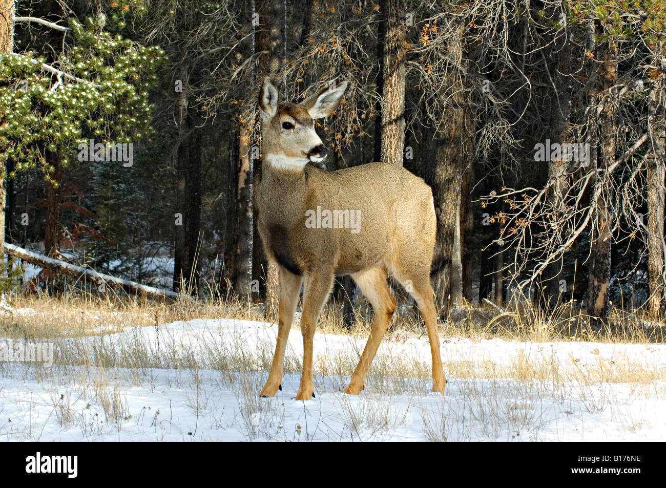 Un coup d'un jeune Cerf mulet Banque D'Images