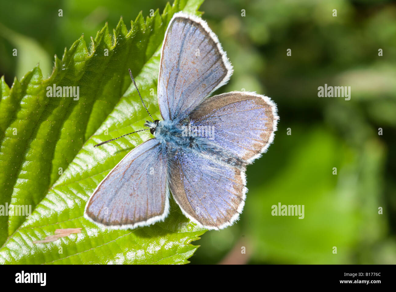 Argent clouté bleu, Plebejus argus, mâle avec des ailes ouvertes se réchauffant au soleil, Iping Common, Midhurst, West Sussex, UK, mai Banque D'Images