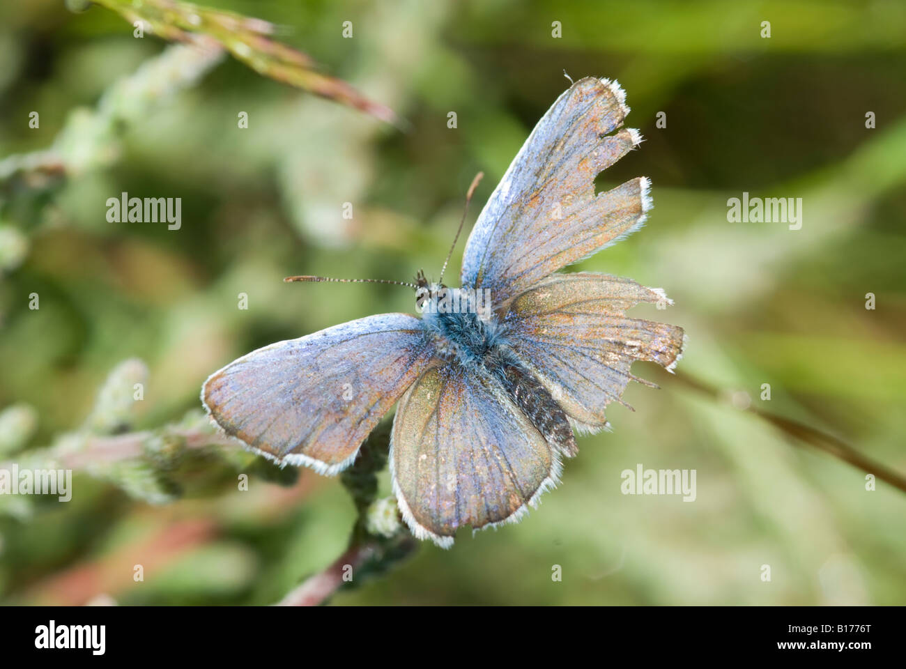 Papillon bleu clouté d'argent, Plebejus argus, mâle vieux en lambeaux avec beaucoup d'ailes manquantes, Iping Common, West Sussex, Royaume-Uni, mai Banque D'Images