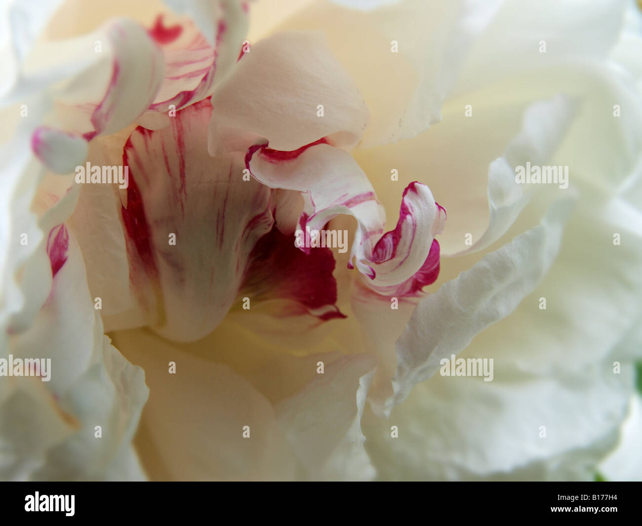 Fleur de pivoine Banque D'Images