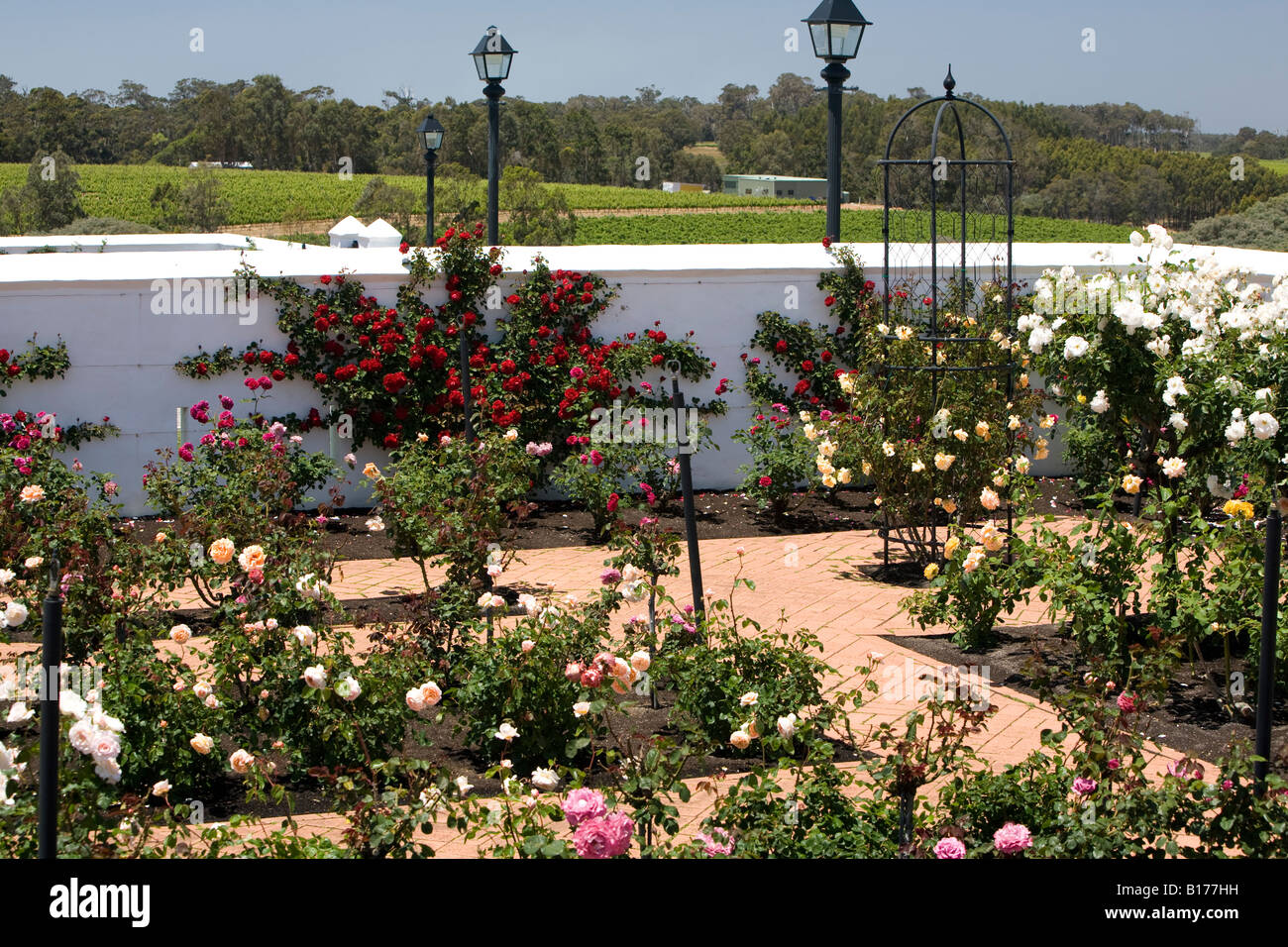 Rose Garden vignoble Vignoble,Voyager,margaret river, Australie de l'ouest Banque D'Images