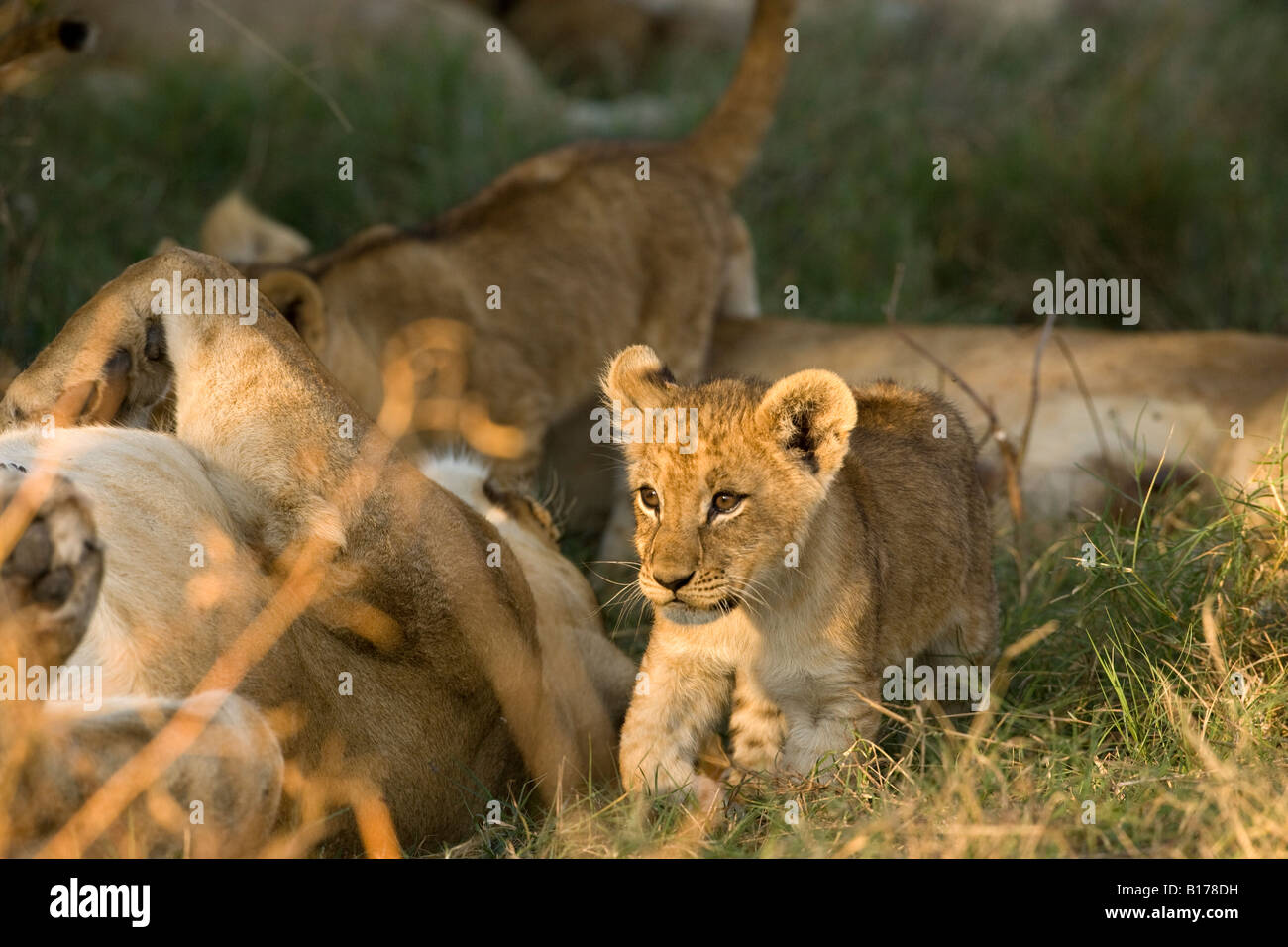 Libre De Tout Petit Mignon Bebe Sauvages Lion Cub Jambe Soulevee Randonnee Pedestre Eclaire Par Le Coucher Du Soleil Chaud De La Lumiere Dans L Herbe Verte A Cote De Grand Mere Lion