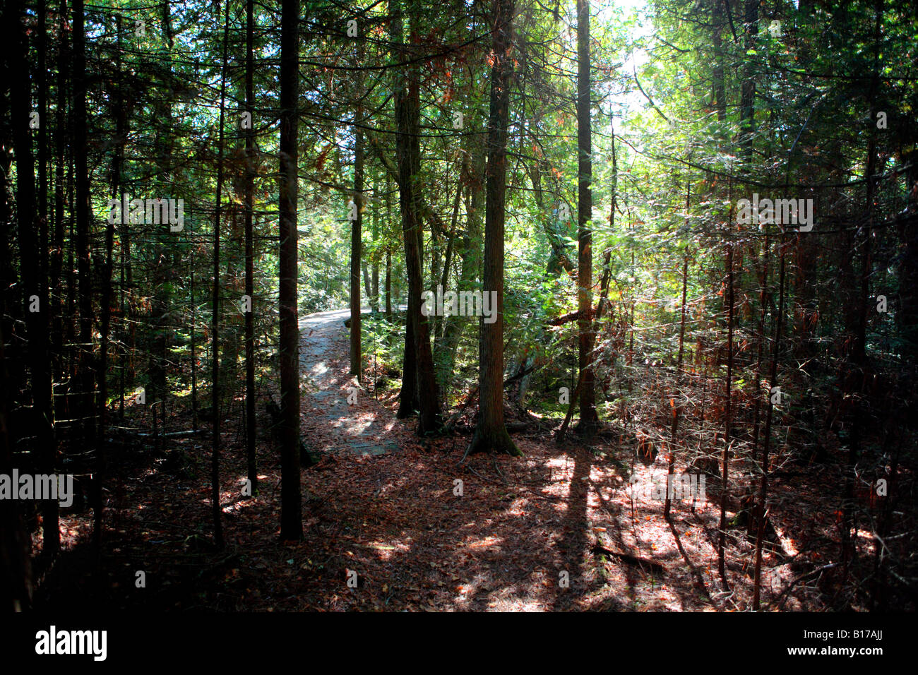 Sentier à travers une forêt de conifères en arêtes SANCTUARY DOOR COUNTY WISCONSIN Banque D'Images