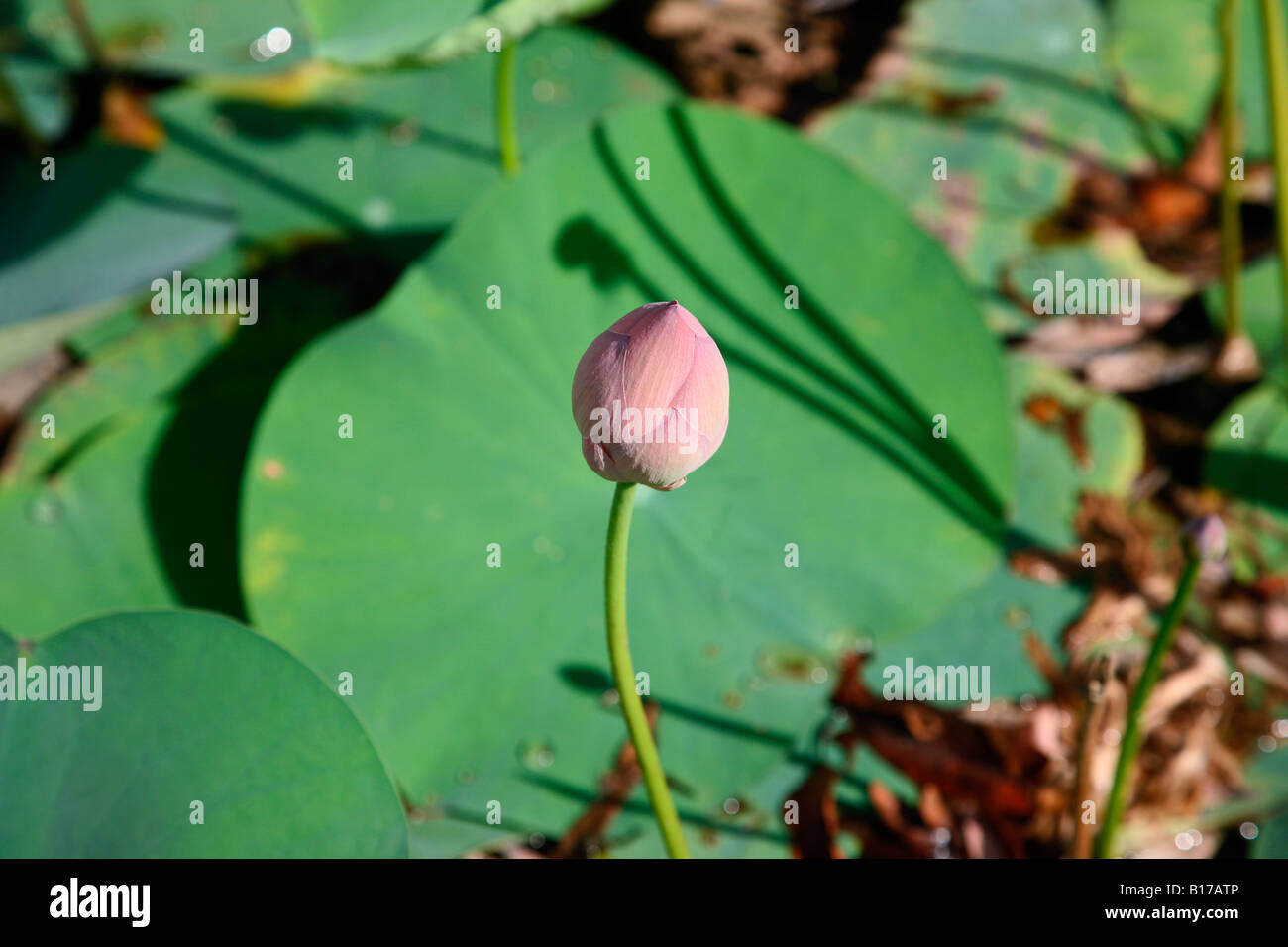 Fleur de Lotus Banque D'Images