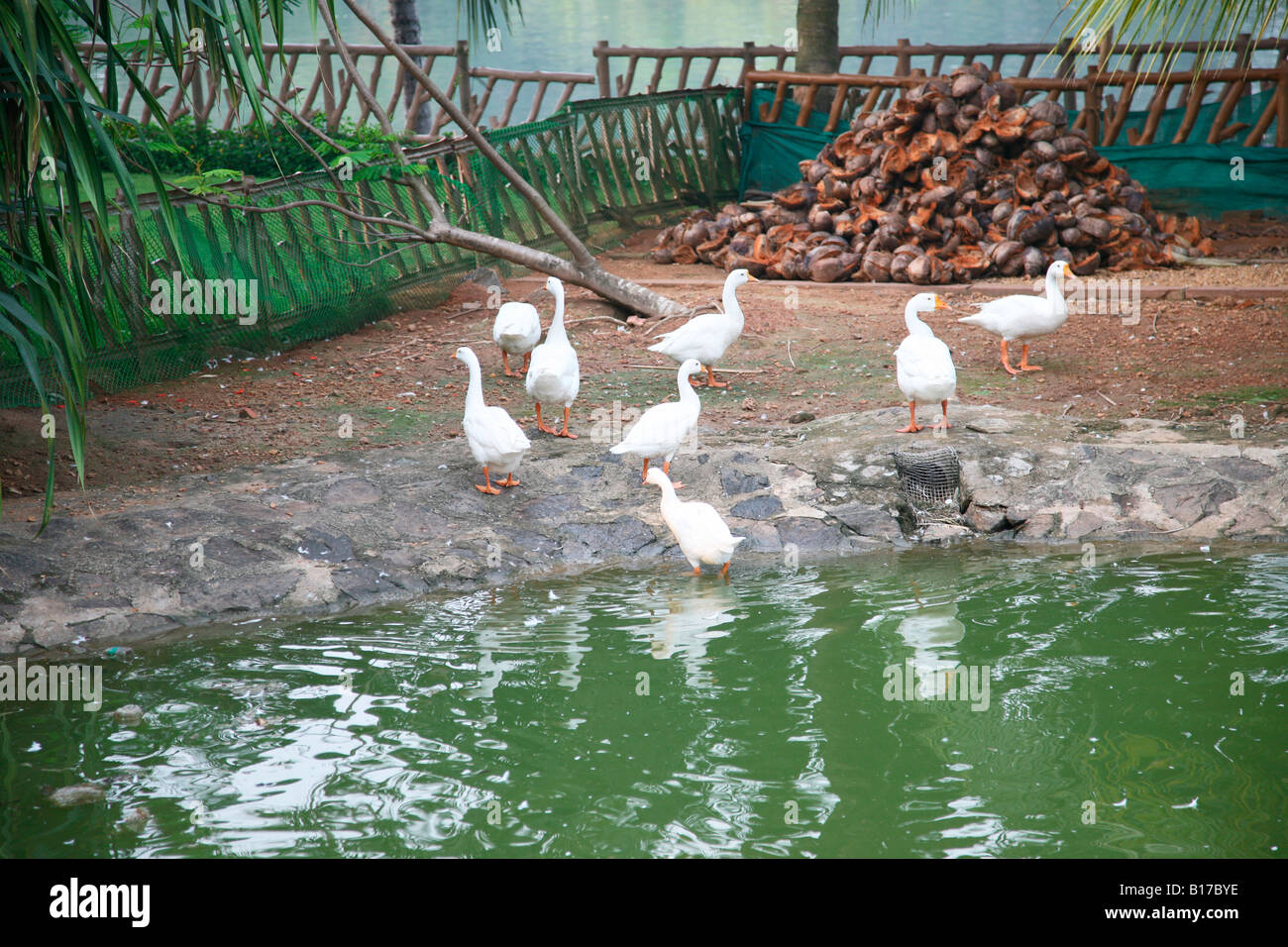 Un petit étang près de canards Banque D'Images