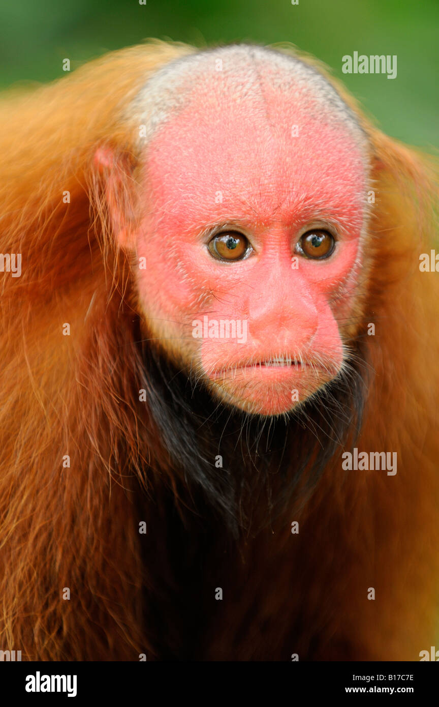 Singe Cacajao calvus rouge uakari ucayalii Banque D'Images Singe Cacajao calvus rouge uakari ucayalii Banque D'Images