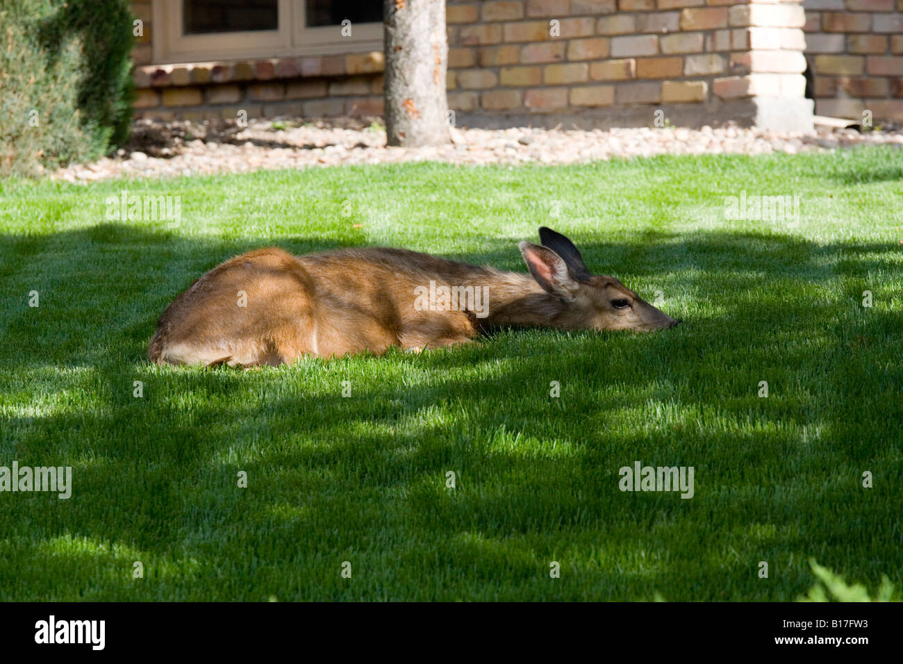 Le Cerf mulet couchage Banque D'Images