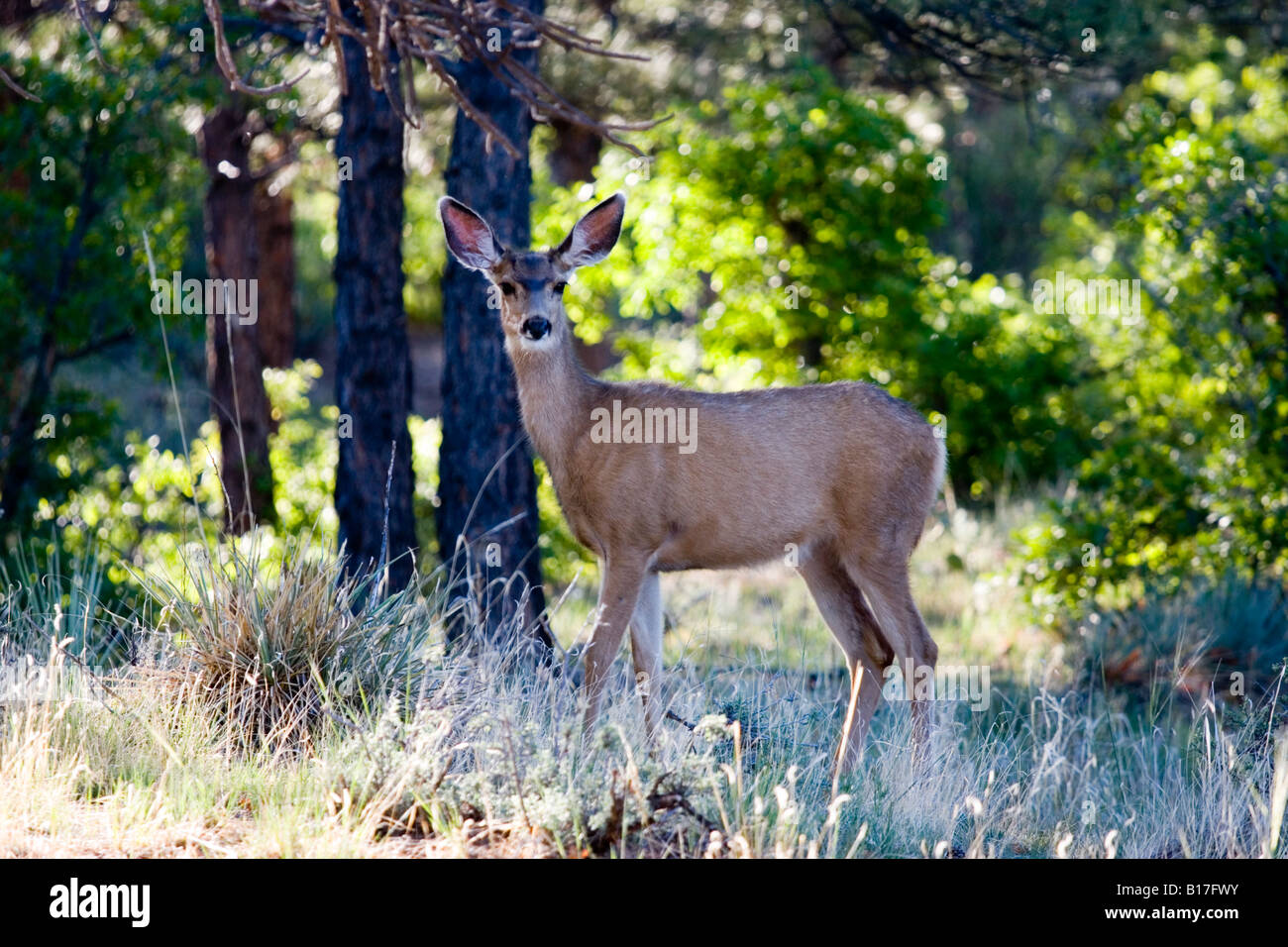 Beau cerf dans le Rocky Mountain printemps en quête de nourriture dans le désert du Colorado. Banque D'Images