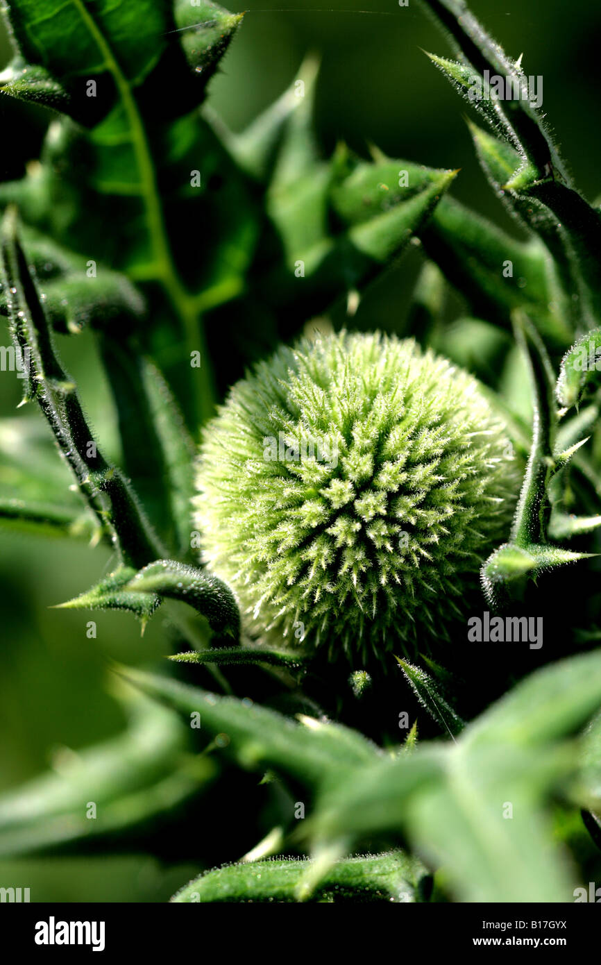 Thistle du globe immature (Echinops sphaerocephalus) Banque D'Images Thistle du globe immature (Echinops sphaerocephalus) Banque D'Images