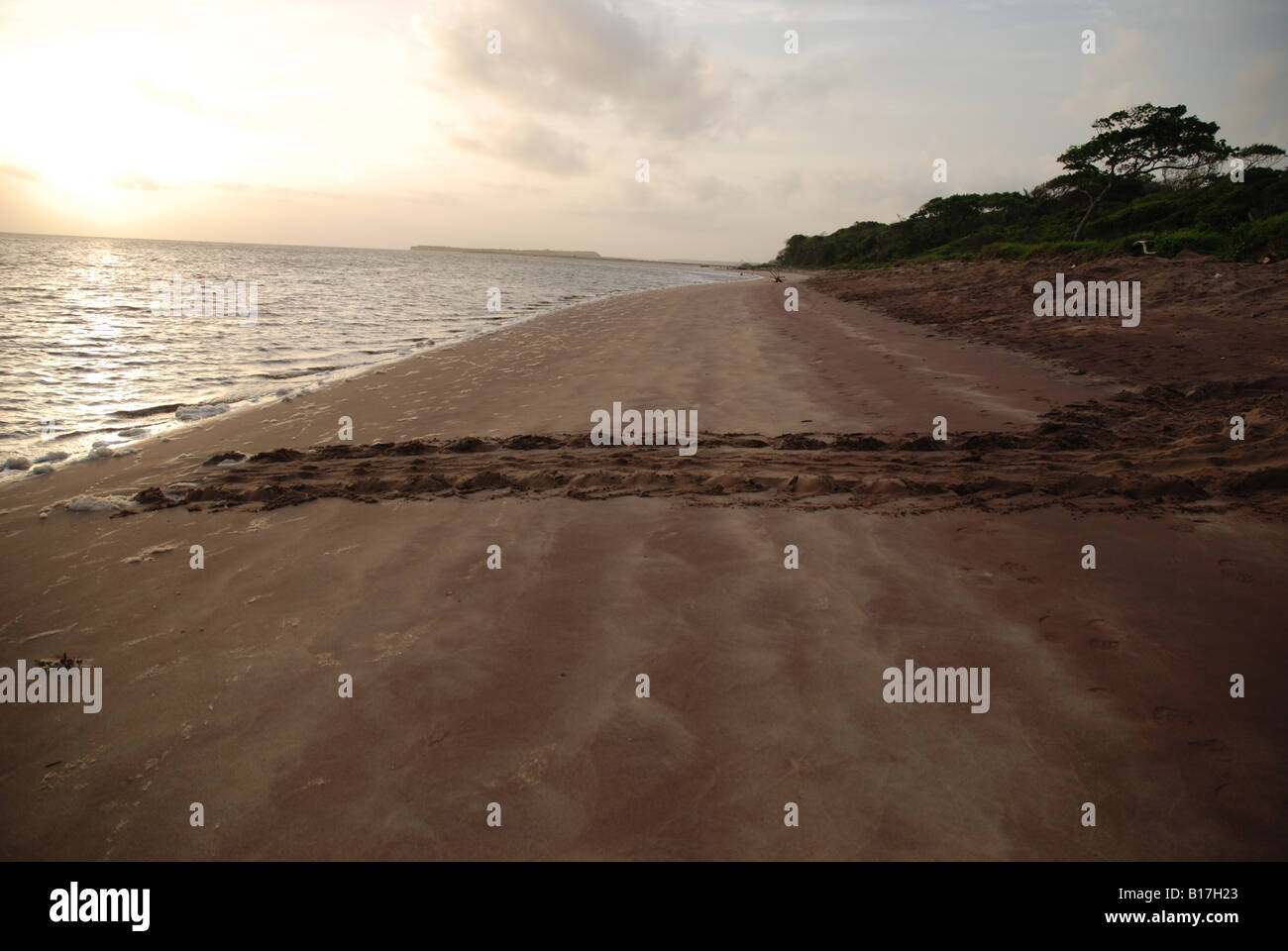 Suivi De La Tortue Luth Sur La Plage De La Guyane Française