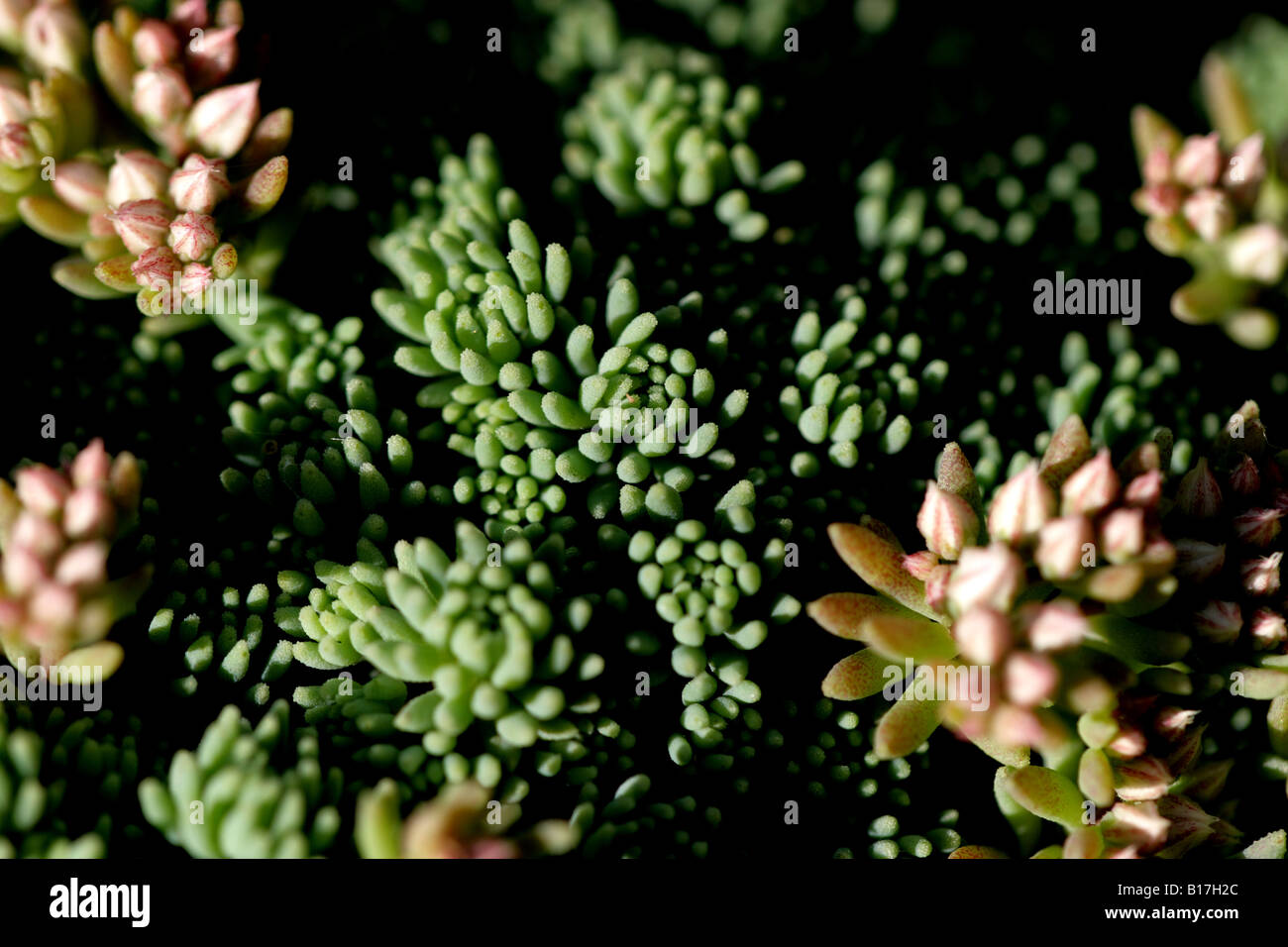 Sedum Banque D'Images Sedum Banque D'Images