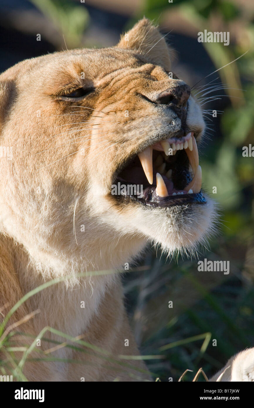 De Vertical roaring lion bouche ouverte montrant les grandes dents parler face à des animaux de Maasai Mara au Kenya Banque D'Images