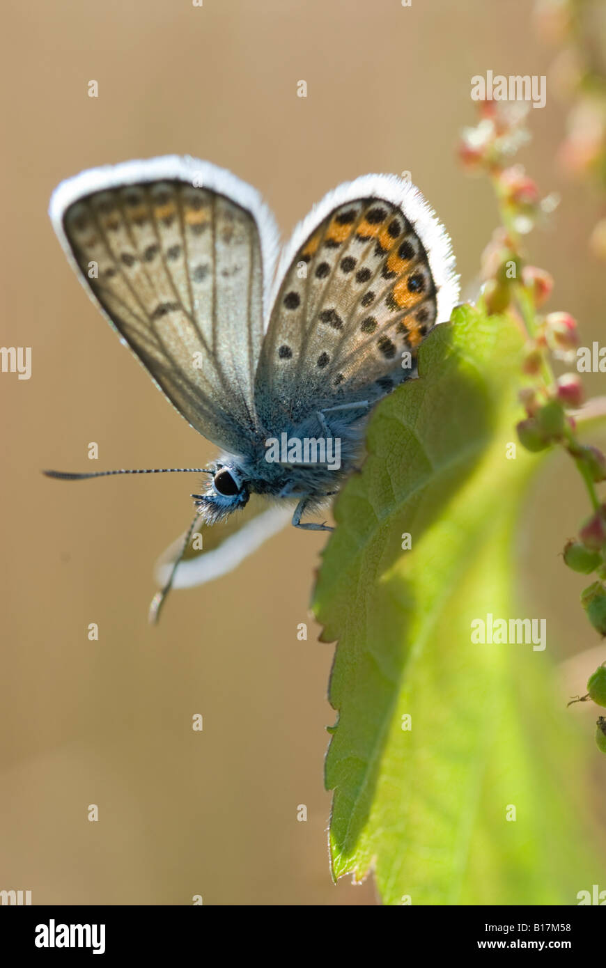Papillon. L'argent-bleu cloutés, Plebejus argus, femme, réchauffement climatique lui-même dans le soleil du matin, Iping commun, Midhurst, West Sussex, UK, Mai Banque D'Images
