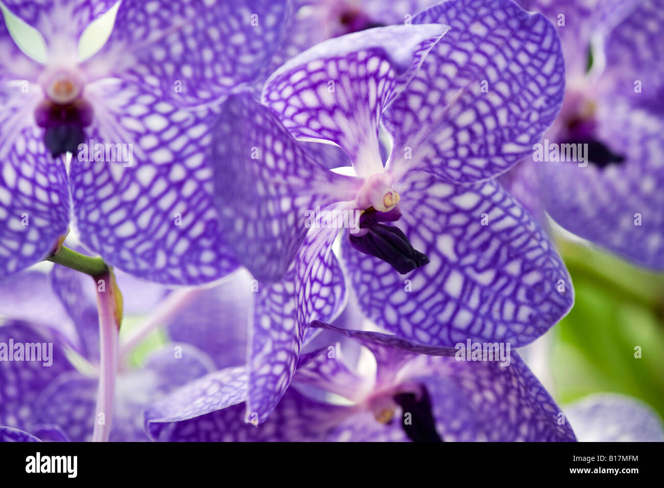 Vanda Sansai blue orchid Banque D'Images