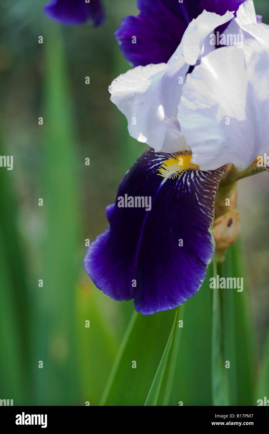 Tall Bearded Iris fleur Braithwaite Banque D'Images