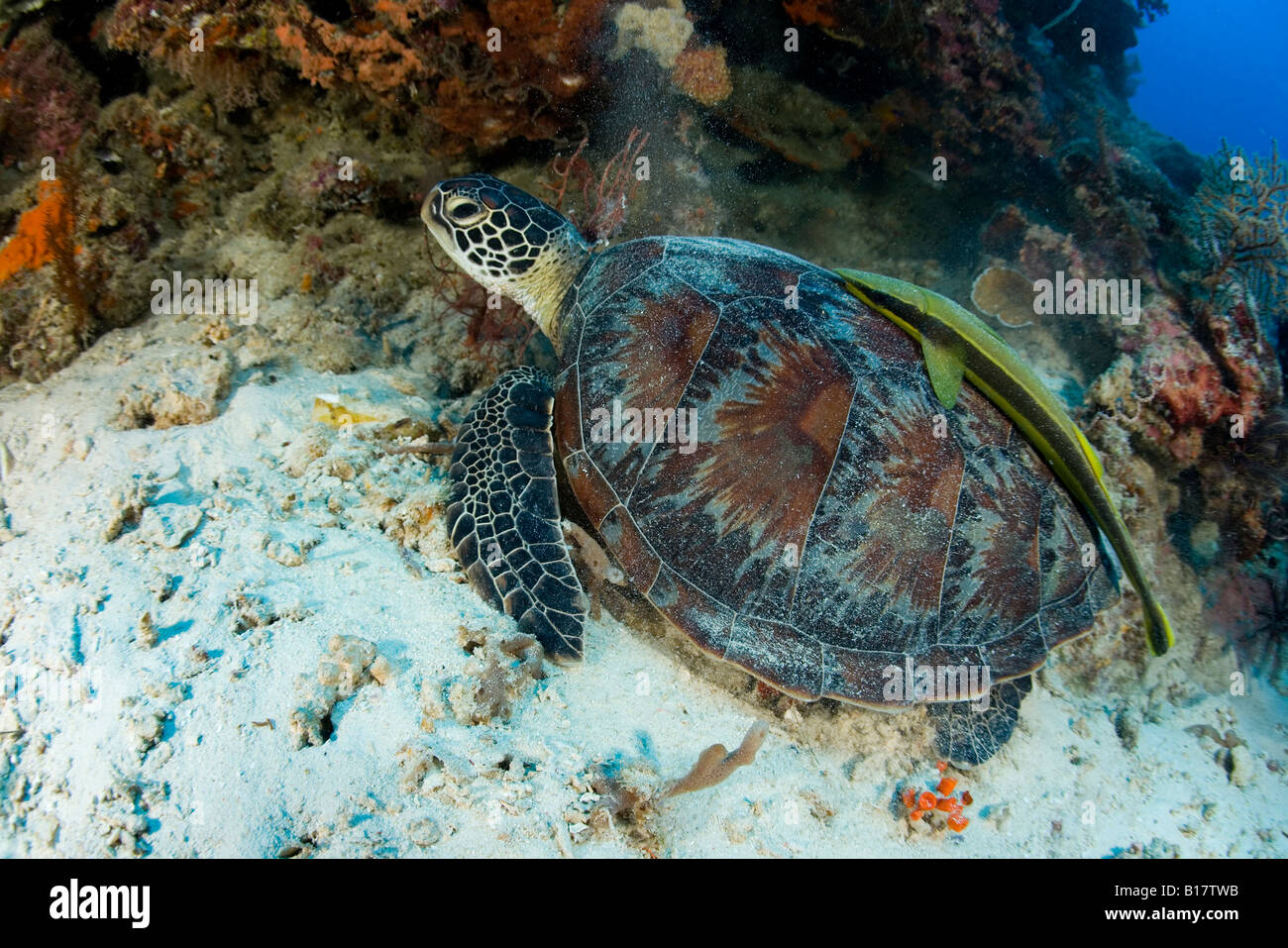 Tortue de mer verte avec Suckerfish Chelonia mydas Echeneis naucrates Alona Beach l'île de Panglao Bohol Philippines Banque D'Images