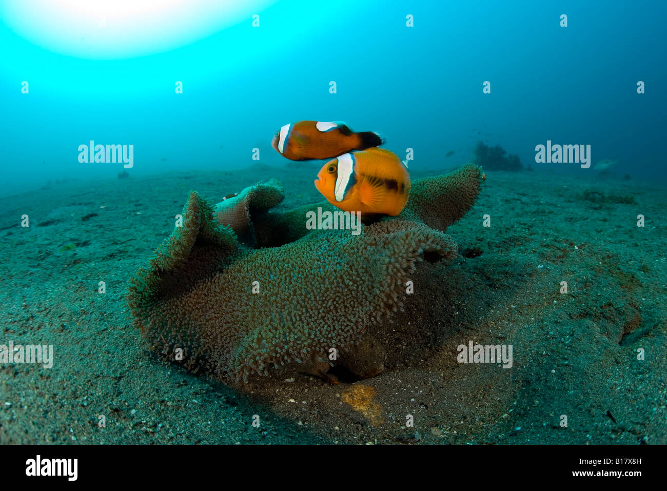 Couple de poisson clown Amphiprion polymnus Panda Apo Island Dumaguete Negros Philippines Banque D'Images