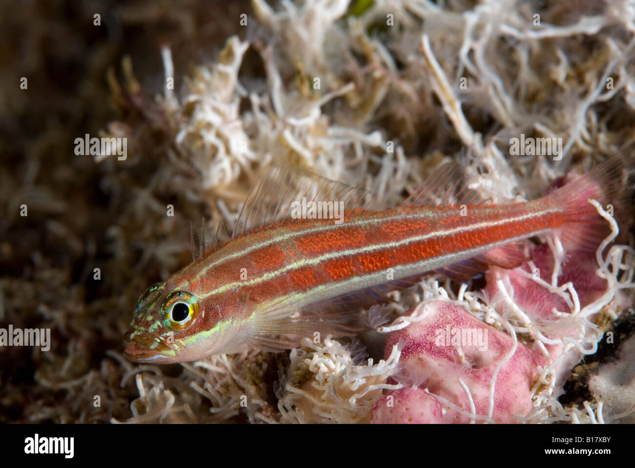 Triplefin Helcogramma striata néon Apo Island Dumaguete Negros Philippines Banque D'Images