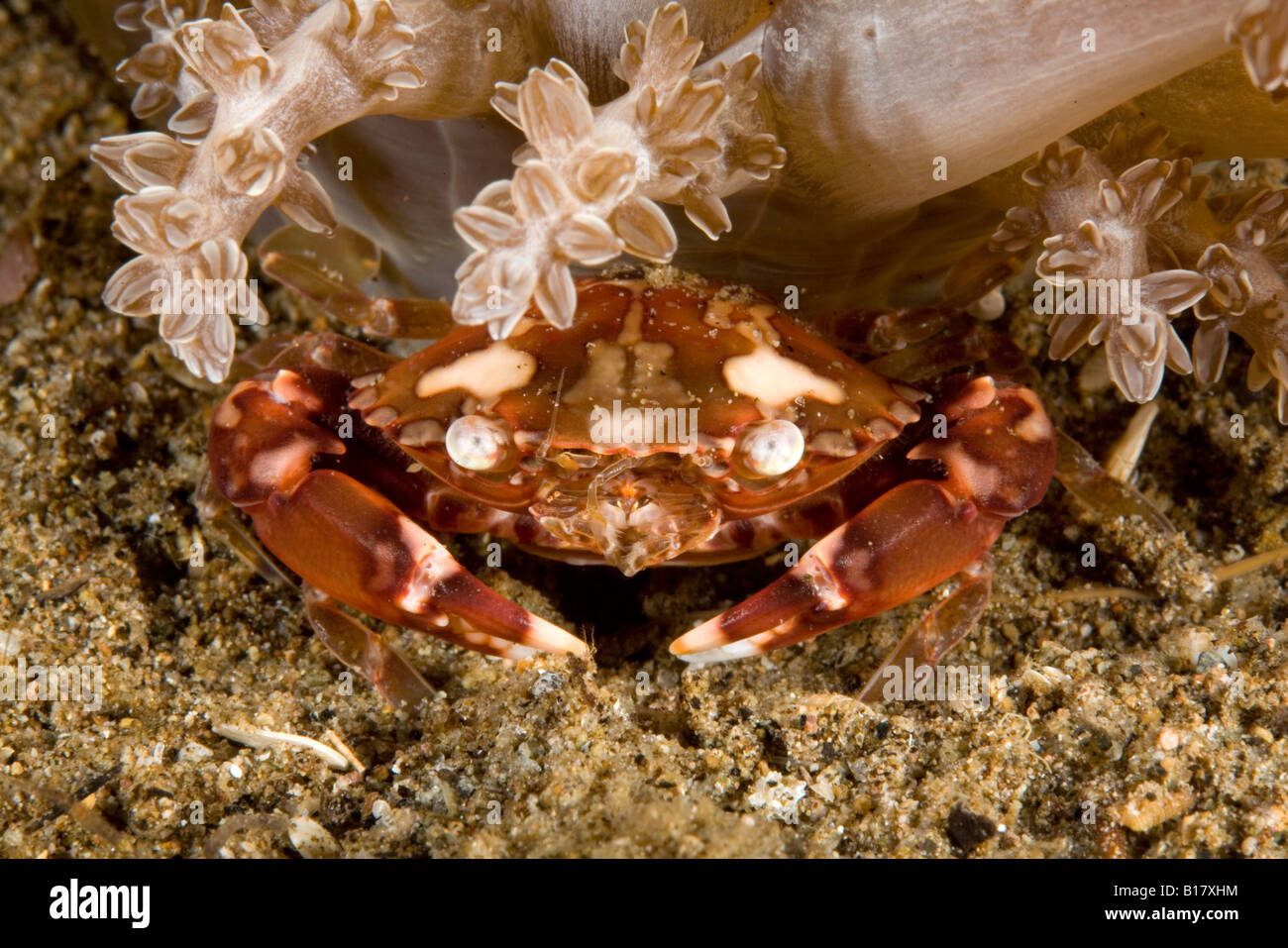 Swimming crab avec anémone de mer Lissocarcinus laevis Dumaguete Negros Philippines Apo Island Banque D'Images