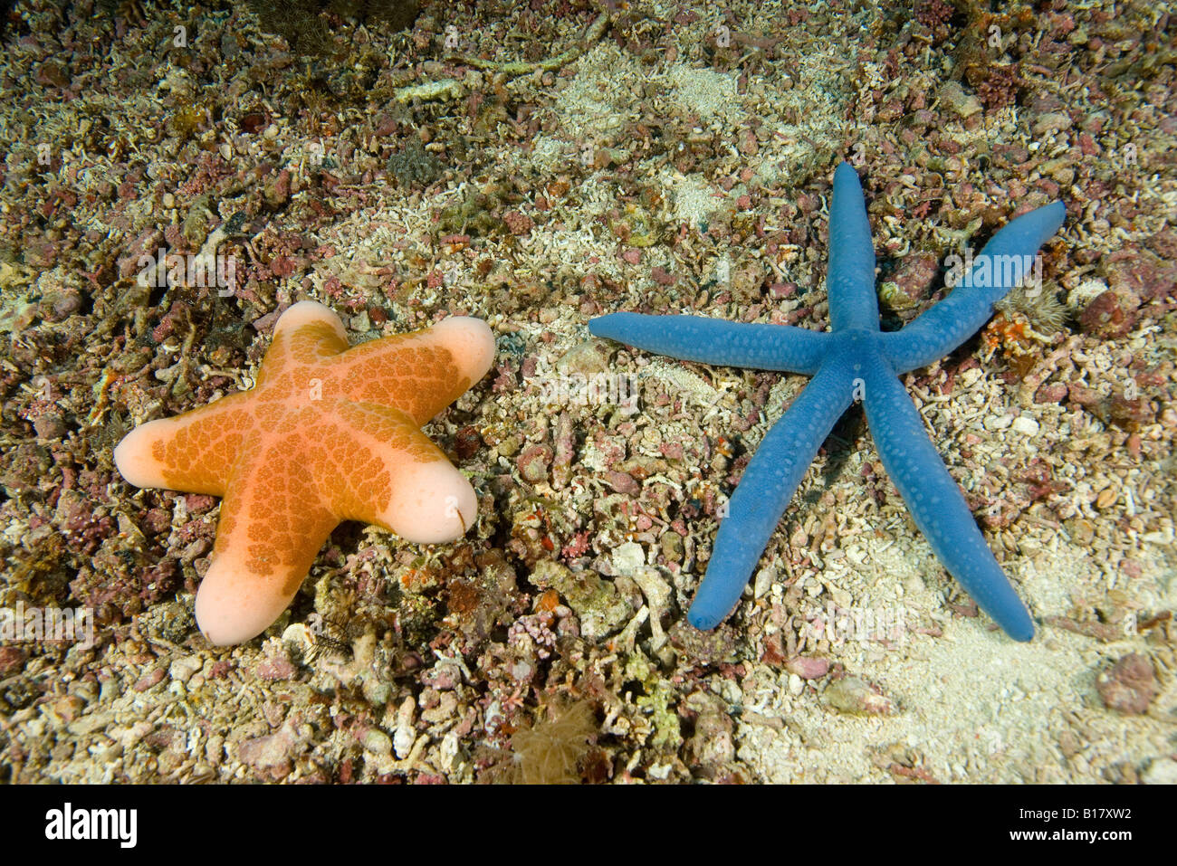 Les étoiles de mer Choriaster granulatus Linckia laevigata Cebu Philippines Malapascua Island Banque D'Images