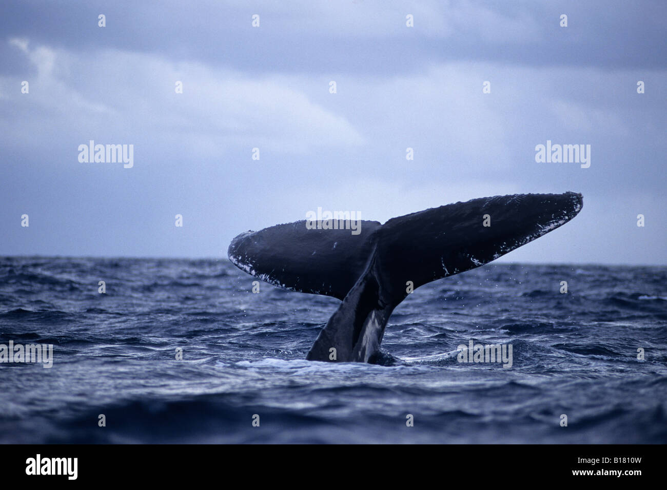 Coup de baleine à bosse Megaptera novaeangliae Banques Argent Mer des Caraïbes République dominicaine Banque D'Images