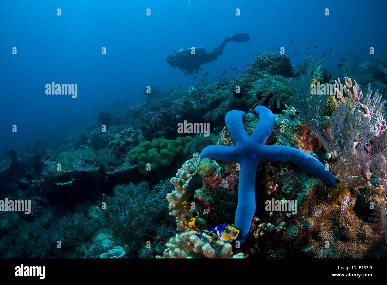 L'étoile bleue et au Coral Reef Diver Linckia laevigata Indonésie Timor Oriental Banque D'Images