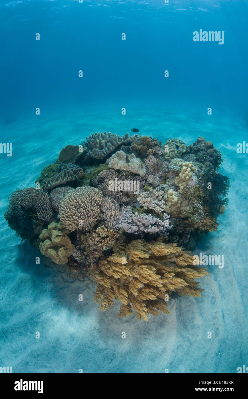 Bommie est couvert par des coraux Sarcophyton Sinularia concurrentes de l'Indonésie au Timor oriental Banque D'Images