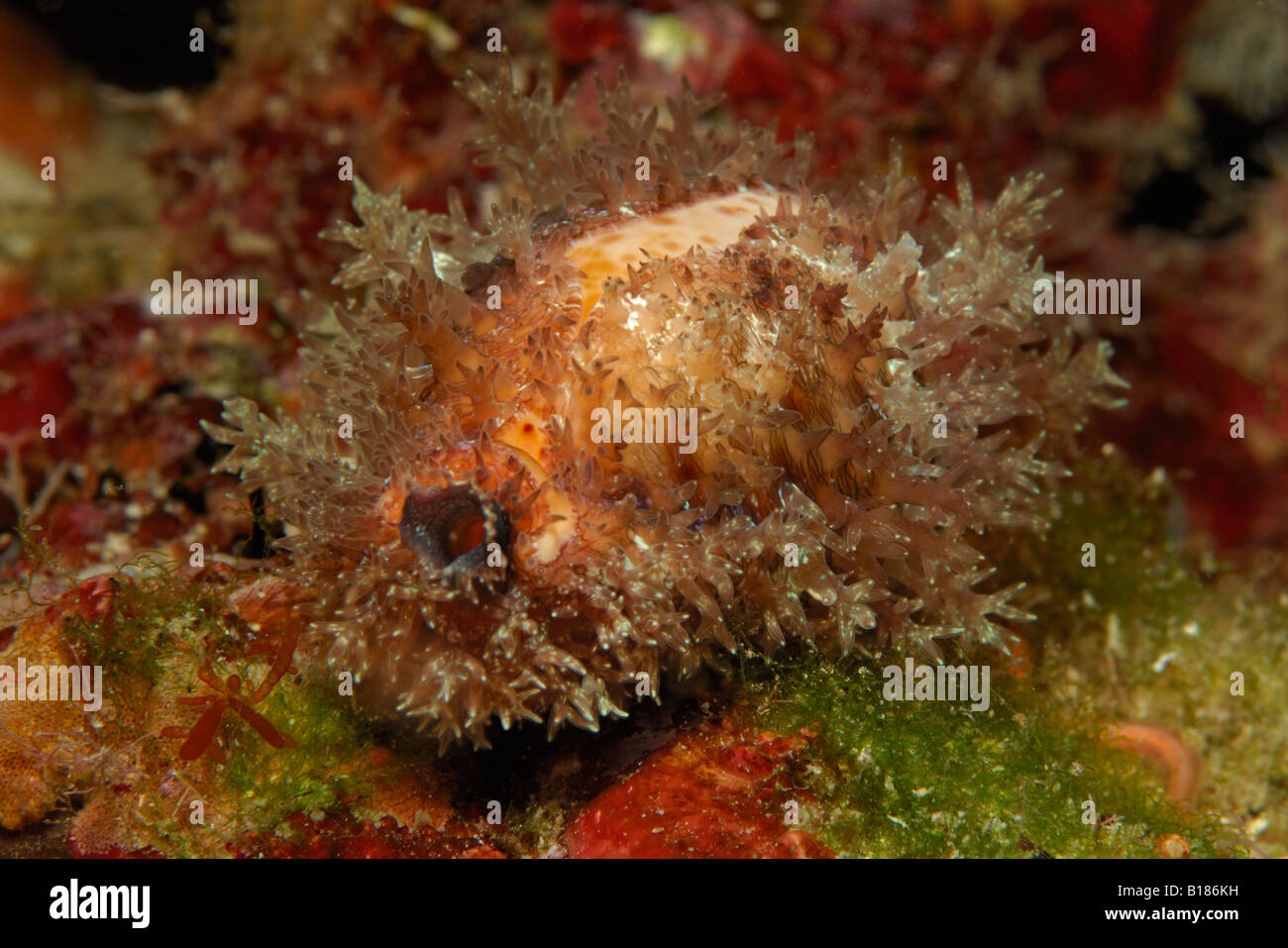 Triscavac Cyprea spurca Porcelaine Variable Susac Island Cap Mer Adriatique Croatie Banque D'Images