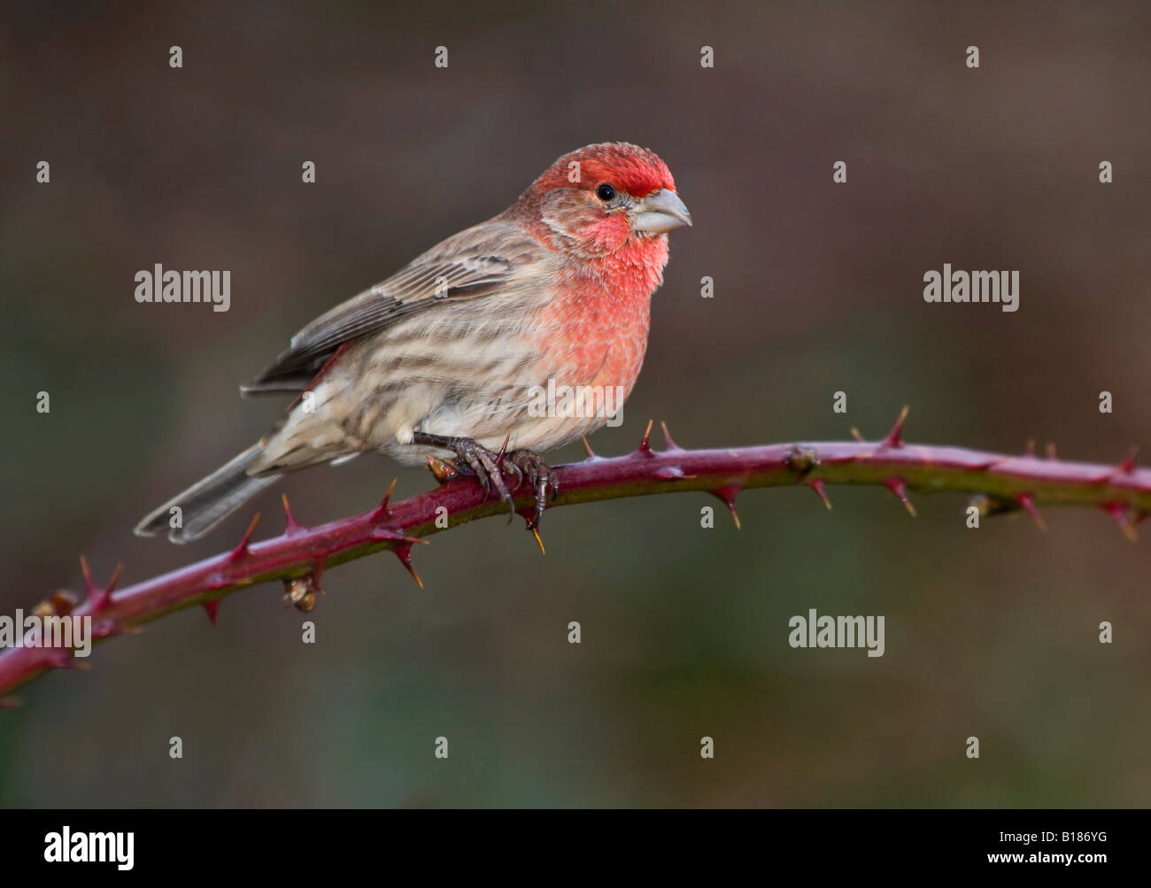 House Finch, Victoria, île de Vancouver, Colombie-Britannique, Canada. Banque D'Images
