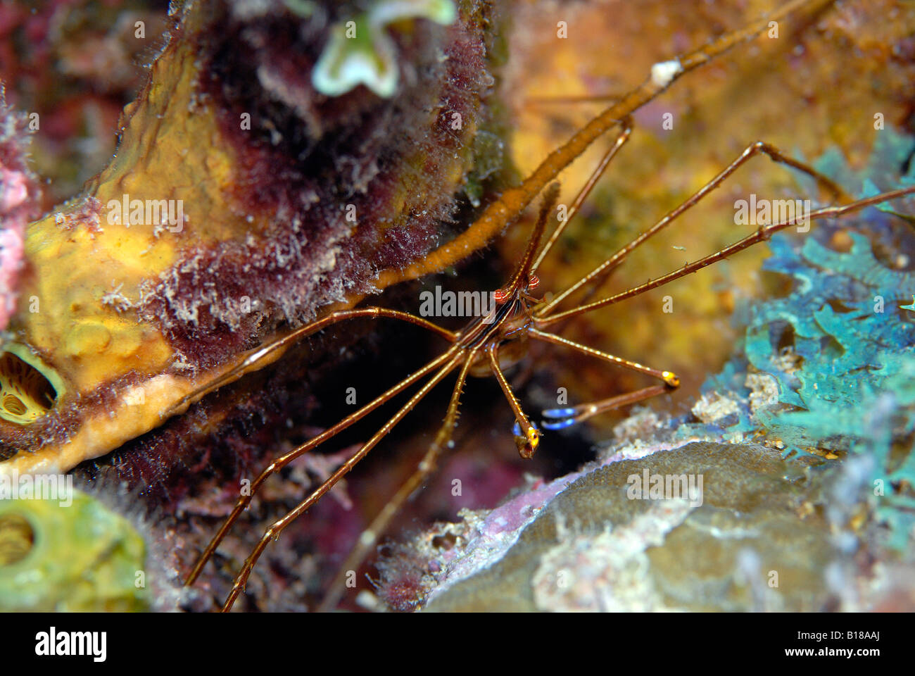 Araignée Crabe flèche Stenorhynchus seticornis Mer des Caraïbes Antilles néerlandaises Aruba Banque D'Images