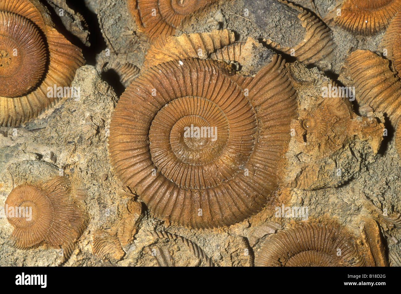 Ammonite fossile Jurassique 150 millions d'années Dactylioceras commune Whitby Grande-bretagne Banque D'Images