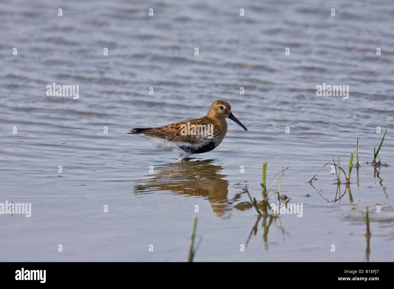 En plumage d'été à Dunlin RSPB Minsmere Banque D'Images