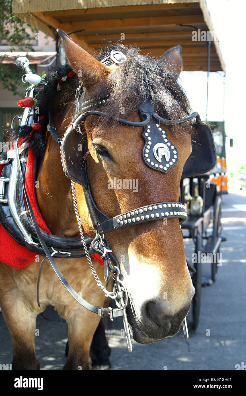 Près d'un chariot léger Bay Horse avec cuivres et décoratifs faisceau collier Banque D'Images