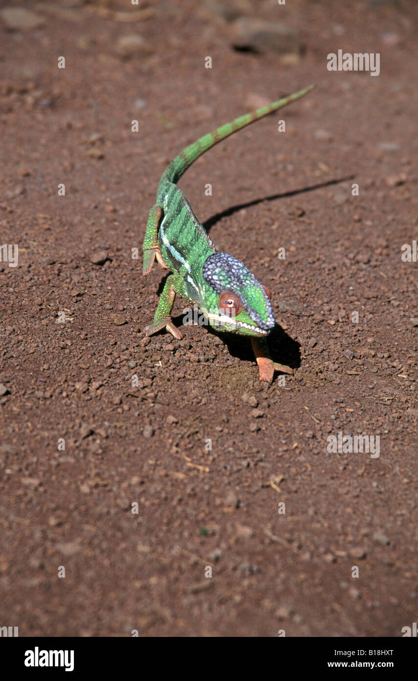 Chameleon sur route de montagne d'Ambre Parc National, Diego Suarez, Antsiranana Madagascar Banque D'Images