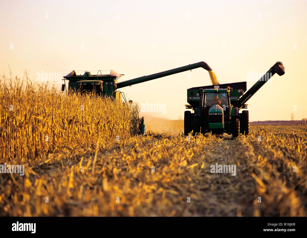 Une moissonneuse-batteuse de déchargements feed/grain de maïs dans un wagon de grain sur le rendez-vous, près de Carey, Manitoba, Canada Banque D'Images