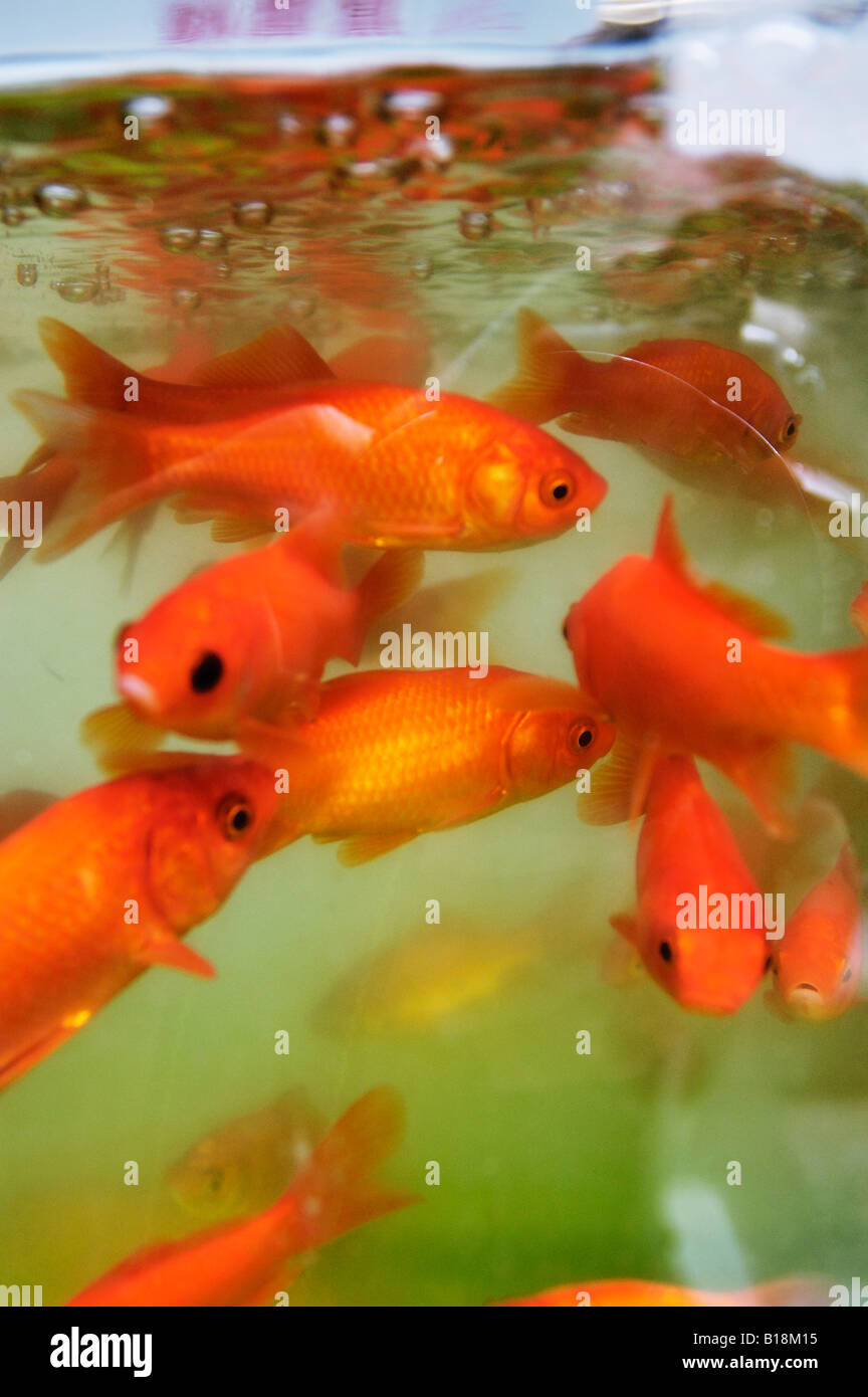 Les poissons rouges à la vente au Japon Kyoto Banque D'Images