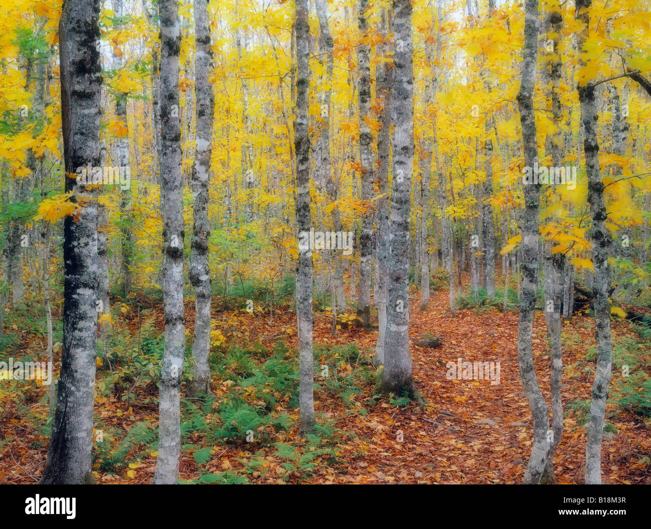 Couleurs d'automne, le Parc National de Fundy, Nouveau-Brunswick, Canada Banque D'Images