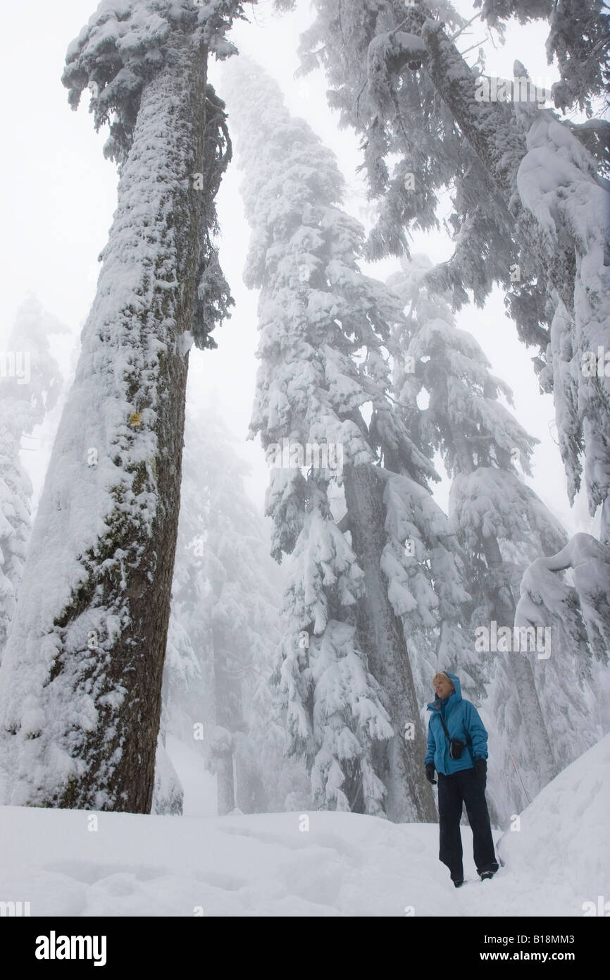 Couple de grands arbres lors d'une randonnée en montagne couverte de neige à Mount Seymour à North Vancouver British Columbia Canada Banque D'Images