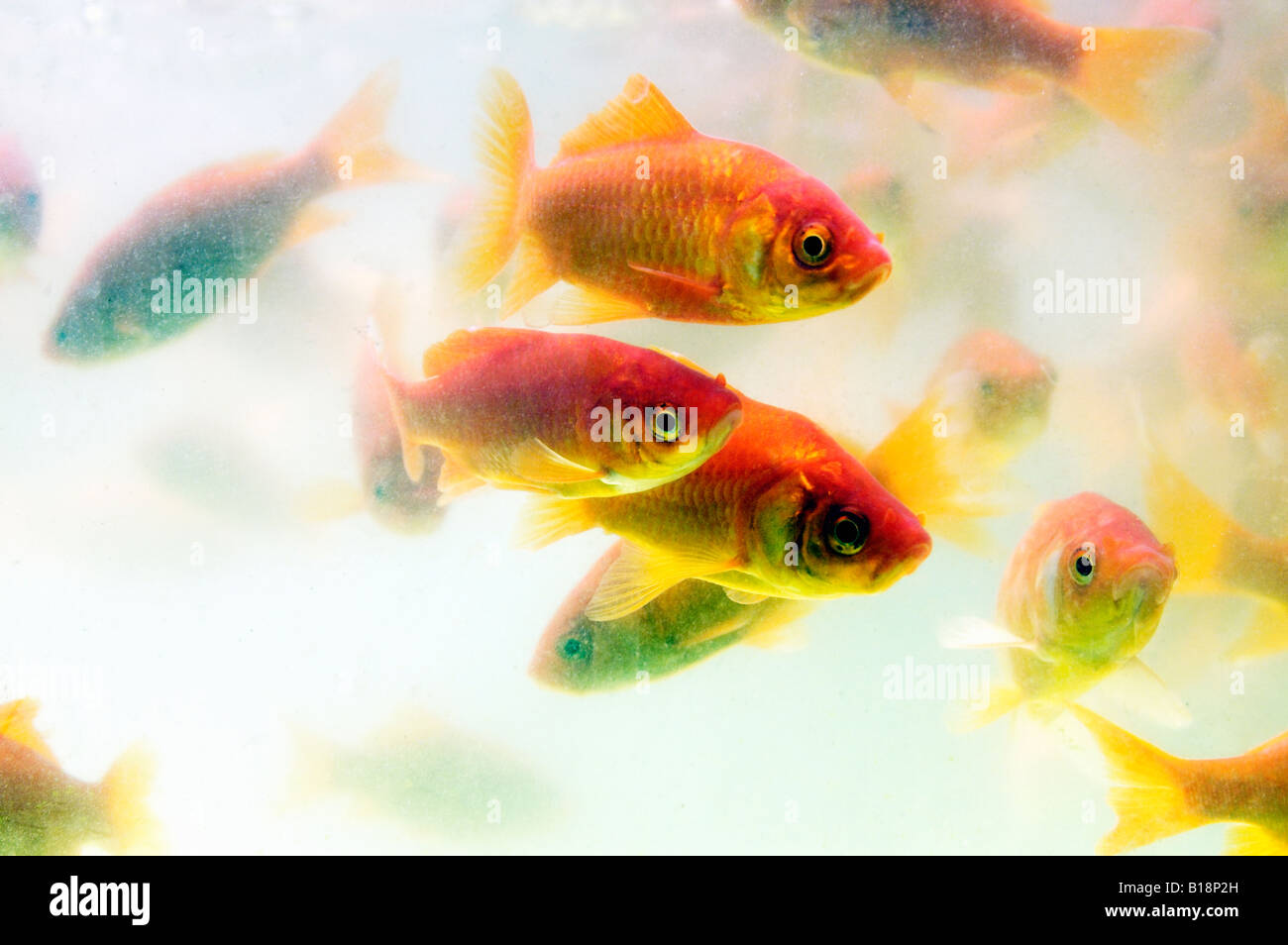 Goldfish Japon Kyoto Banque D'Images