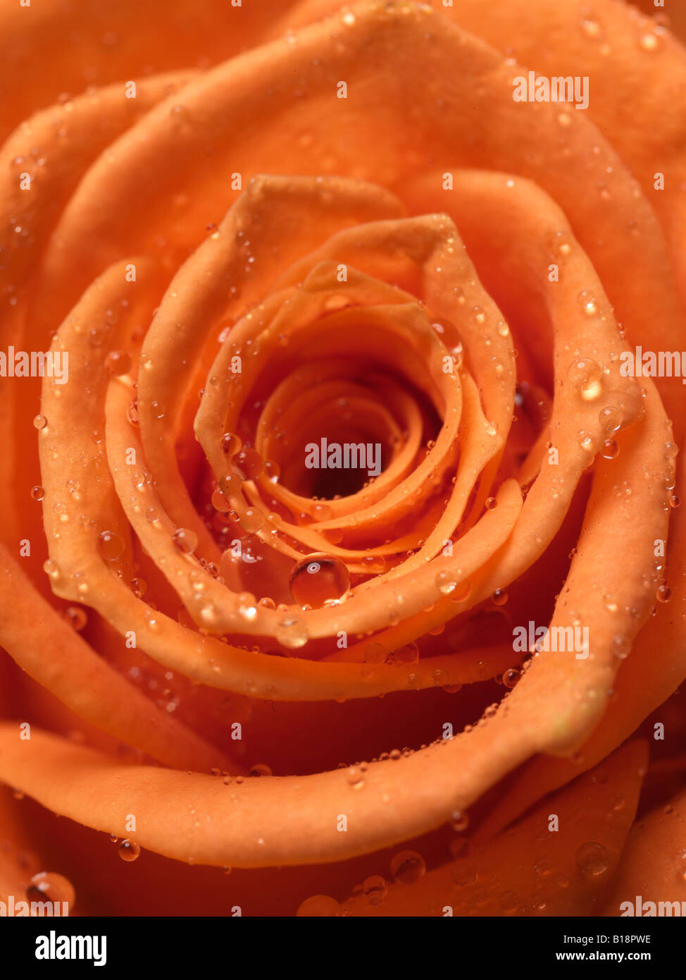 Rose de couleur orange unique close up, central voir les gouttes d'eau visible sur les pétales Banque D'Images
