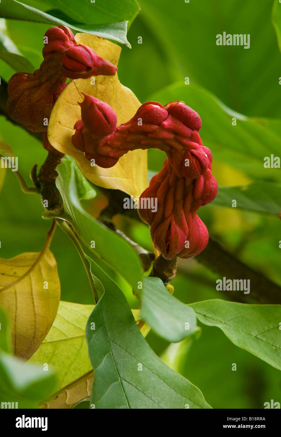MAGNOLIA SPRENGERI DIVA GOUSSES Banque D'Images
